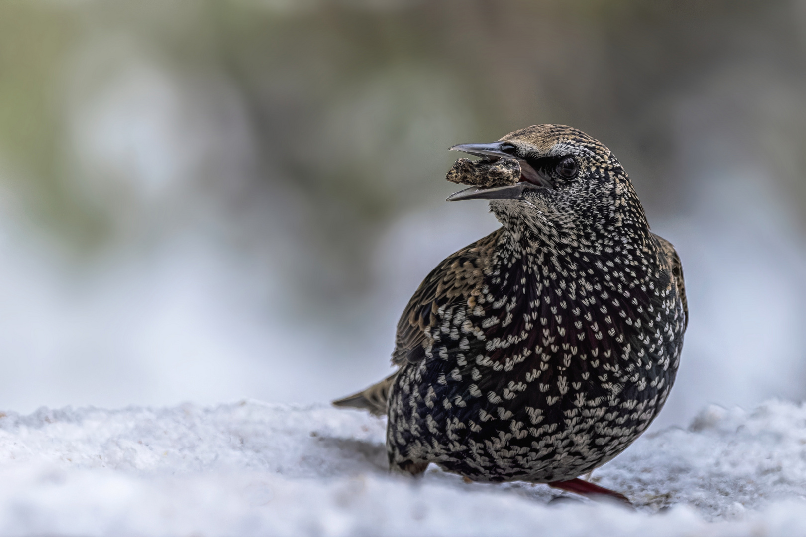   Star (Sturnus vulgaris)