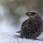   Star (Sturnus vulgaris)