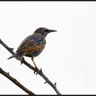 Star (Sturnus vulgaris)