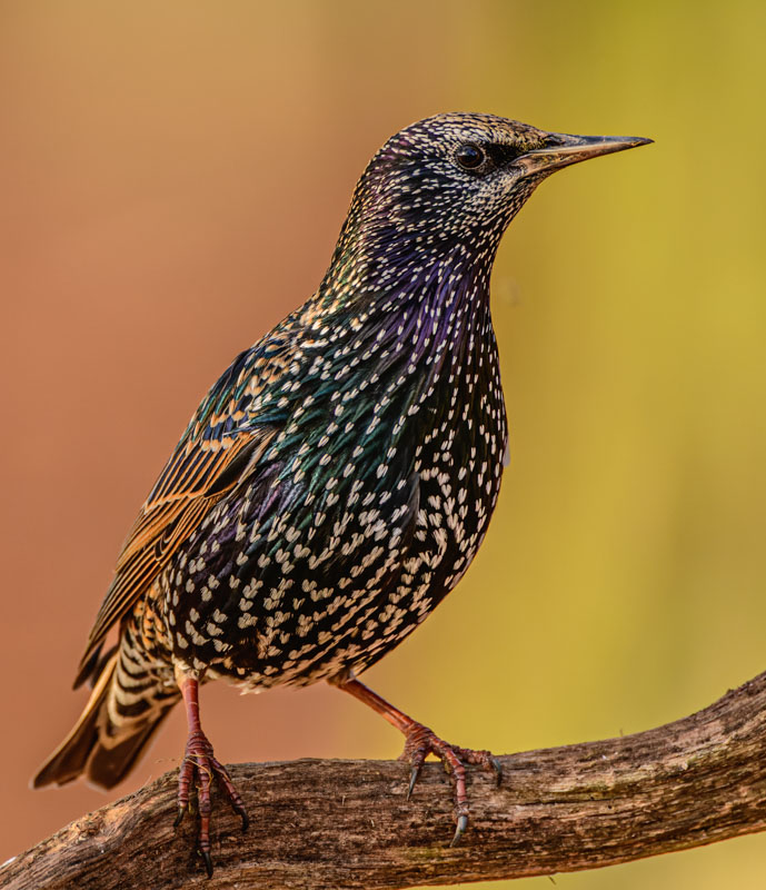 Star - Sturnus vulgaris