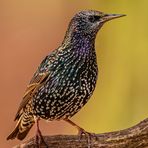 Star - Sturnus vulgaris