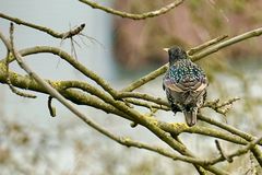 Star (Sturnus vulgaris)