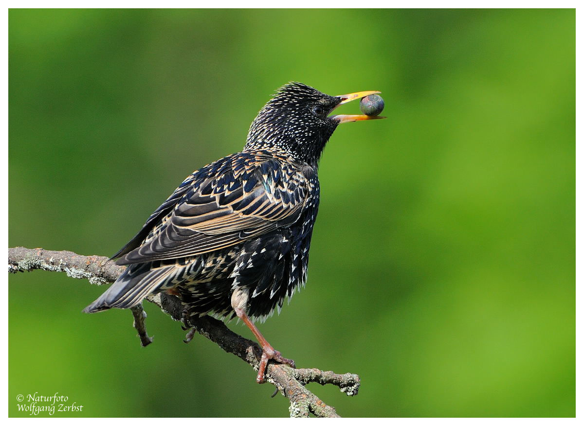 --- Star --- ( Sturnus vulgaris )