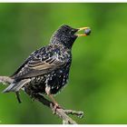 --- Star --- ( Sturnus vulgaris )