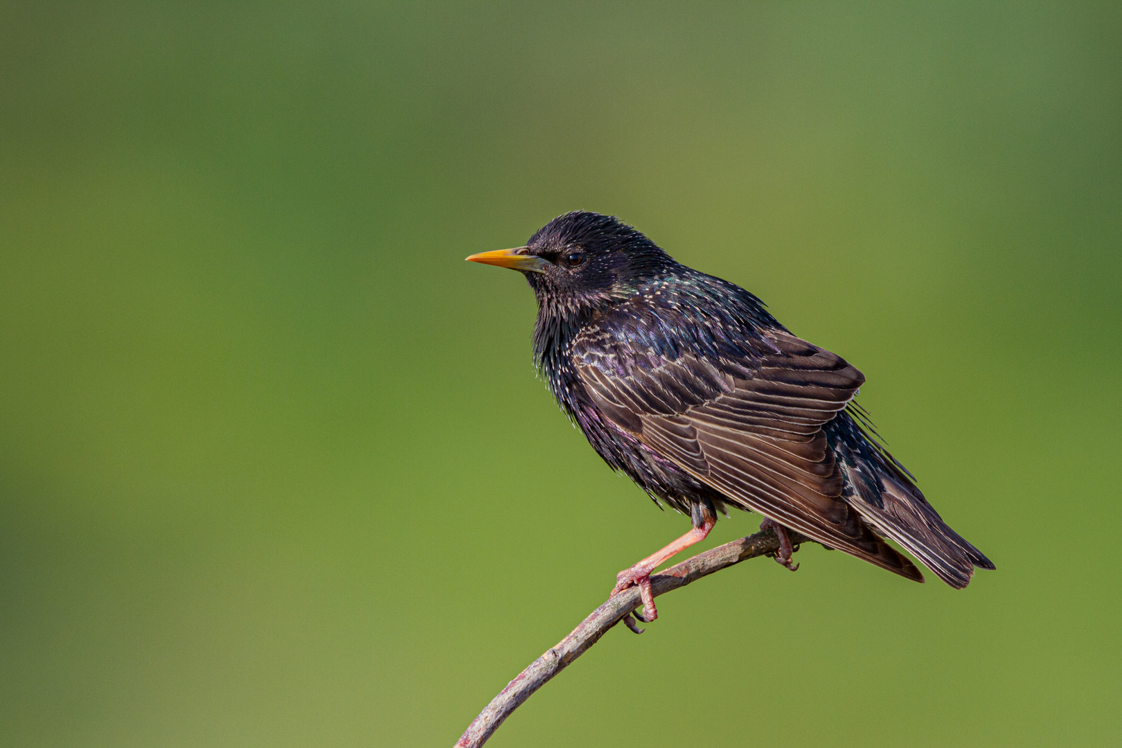 Star ( Sturnus vulgaris)