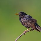 Star ( Sturnus vulgaris)