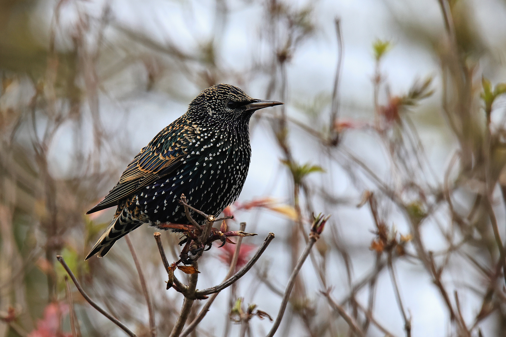 Star Sturnus vulgaris