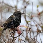 Star Sturnus vulgaris