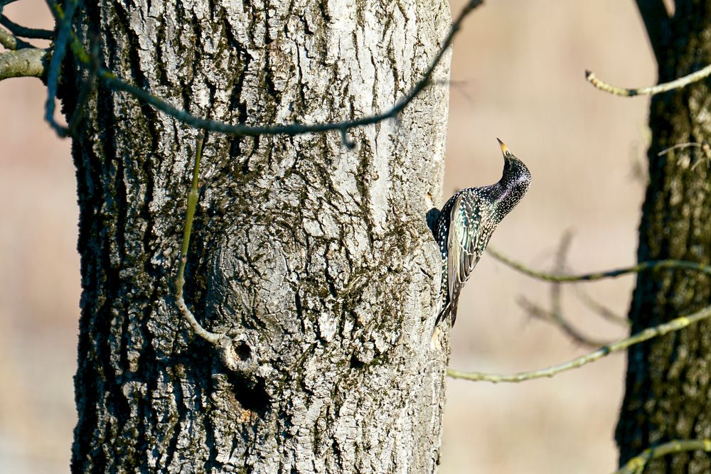 Star (Sturnus vulgaris)