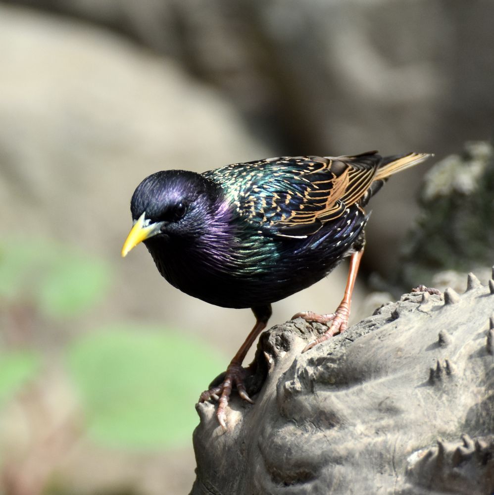 Star (Sturnus vulgaris)