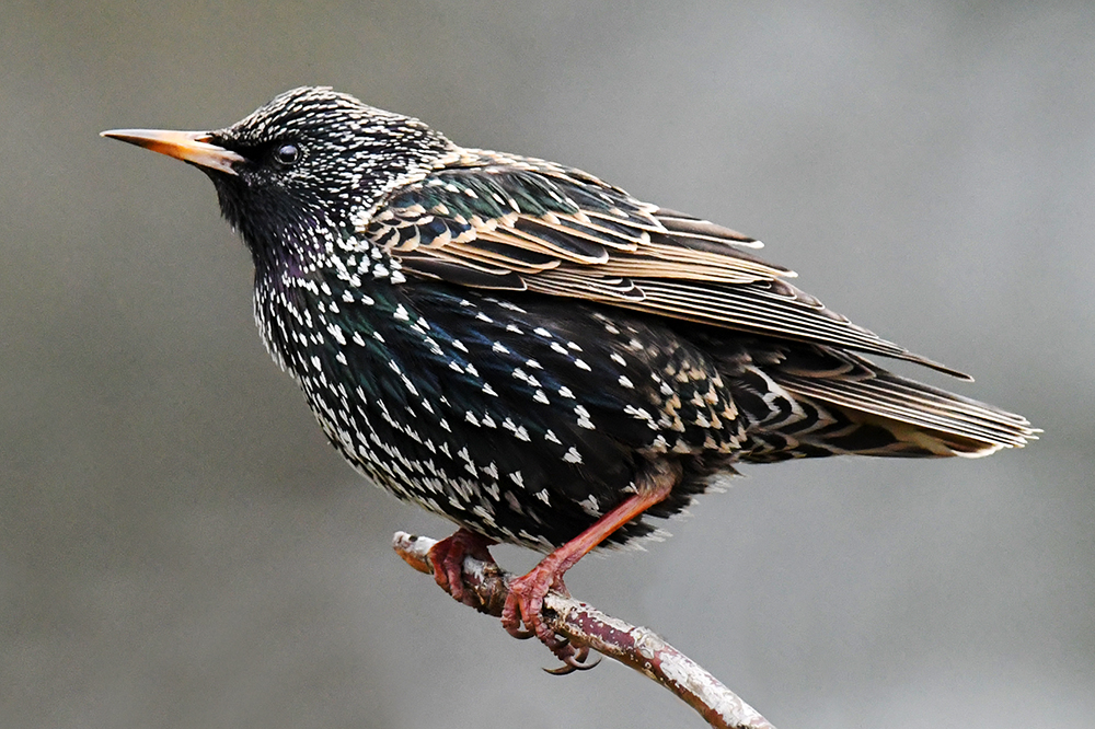 Star (Sturnus vulgaris)