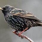 Star (Sturnus vulgaris)