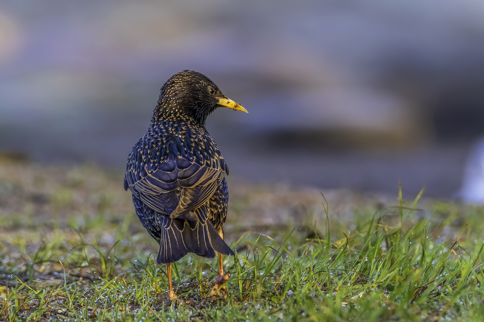 Star (Sturnus vulgaris)