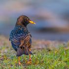 Star (Sturnus vulgaris)