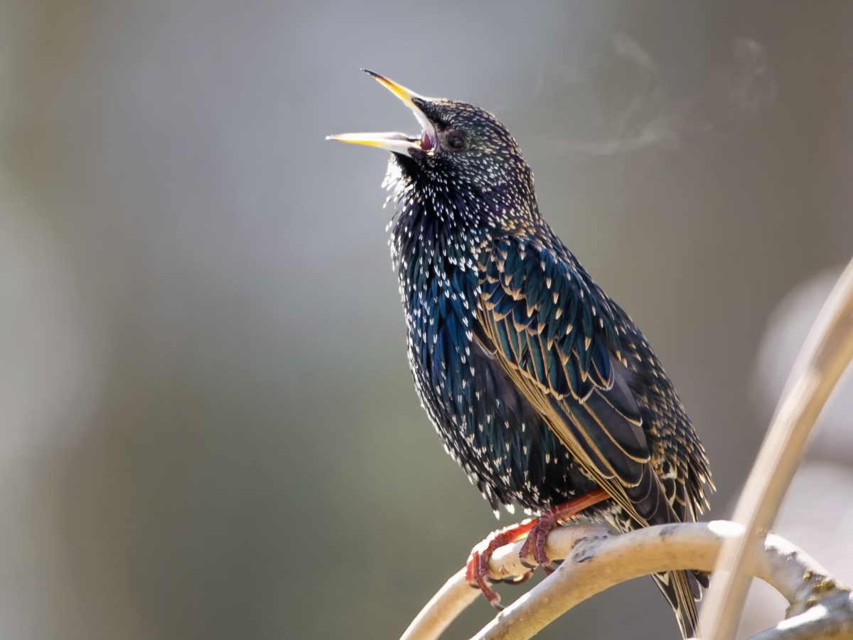 Star (Sturnus vulgaris)