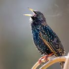 Star (Sturnus vulgaris)