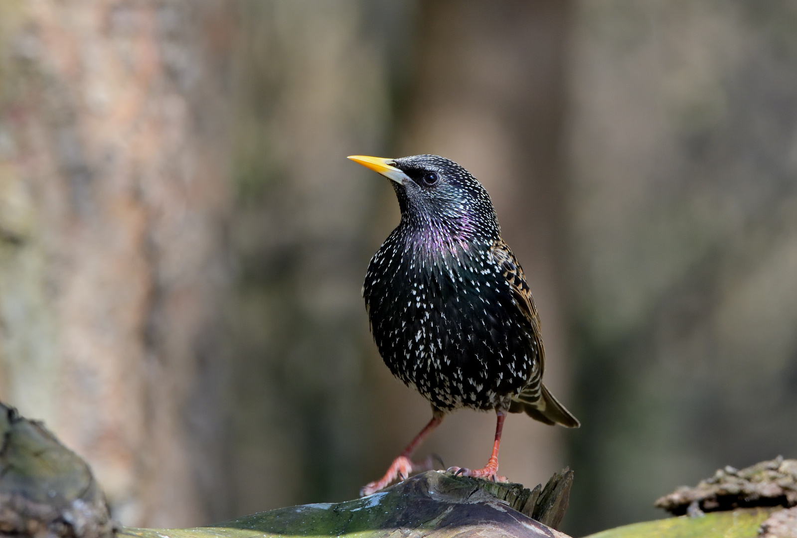 Star (Sturnus vulgaris)