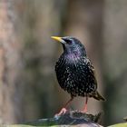 Star (Sturnus vulgaris)