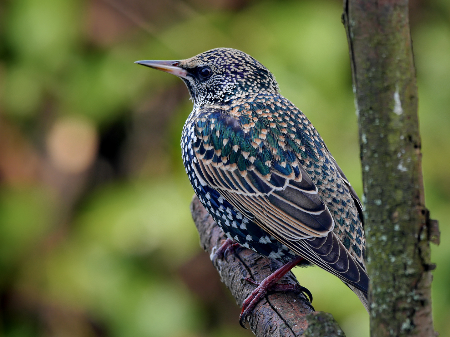 Star (Sturnus vulgaris)