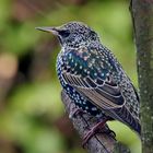 Star (Sturnus vulgaris)