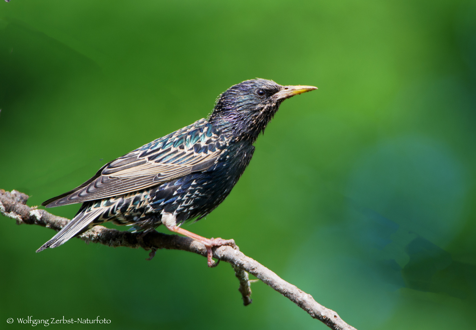  -STAR -  ( Sturnus vulgaris )