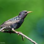  -STAR -  ( Sturnus vulgaris )