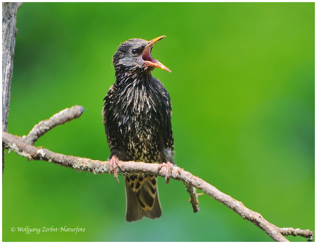 --- Star --- ( Sturnus vulgaris )