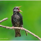 --- Star --- ( Sturnus vulgaris )