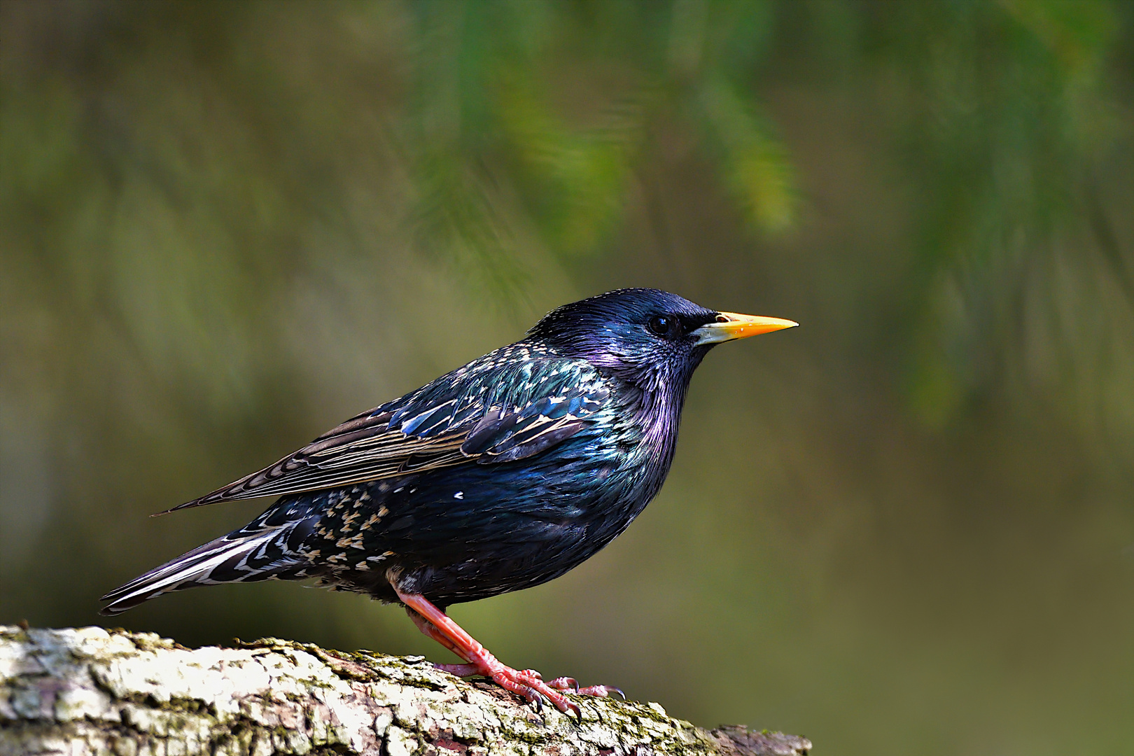 Star (Sturnus vulgaris)