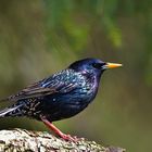 Star (Sturnus vulgaris)