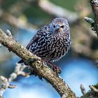 Star - Sturnus vulgaris