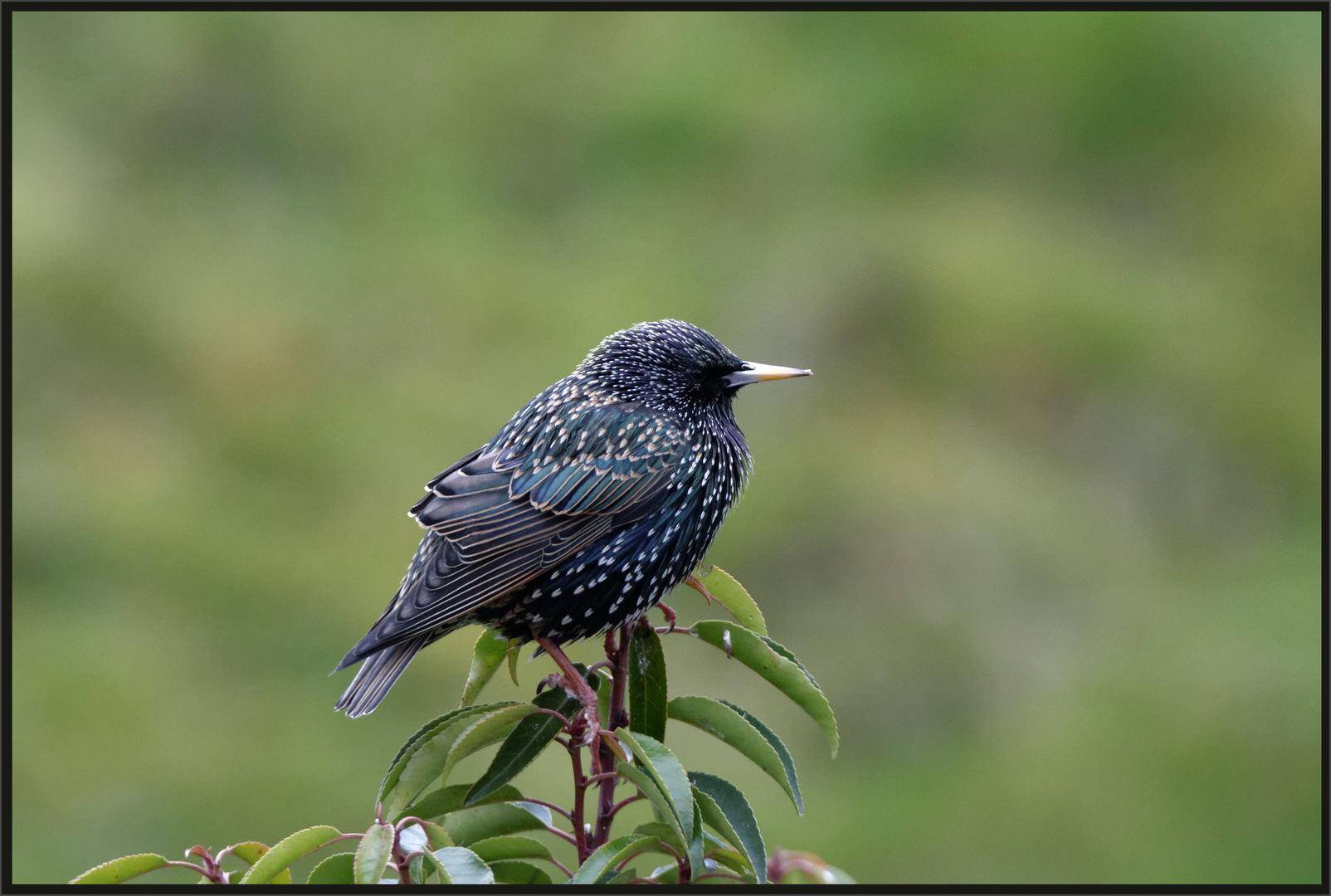 Star (Sturnus vulgaris)