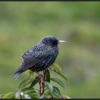 Star (Sturnus vulgaris)