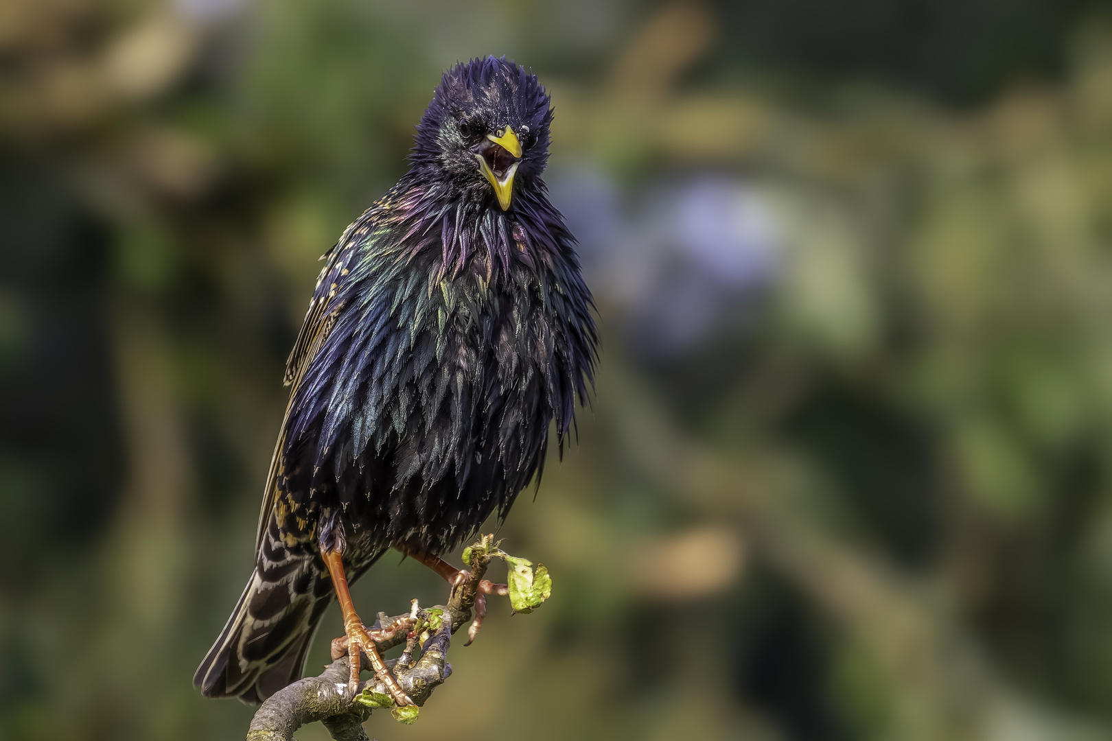 Star (Sturnus vulgaris)