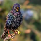 Star (Sturnus vulgaris)