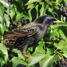 Star Sturnus vulgaris