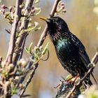 Star (Sturnus vulgaris)