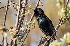 Star (Sturnus vulgaris)