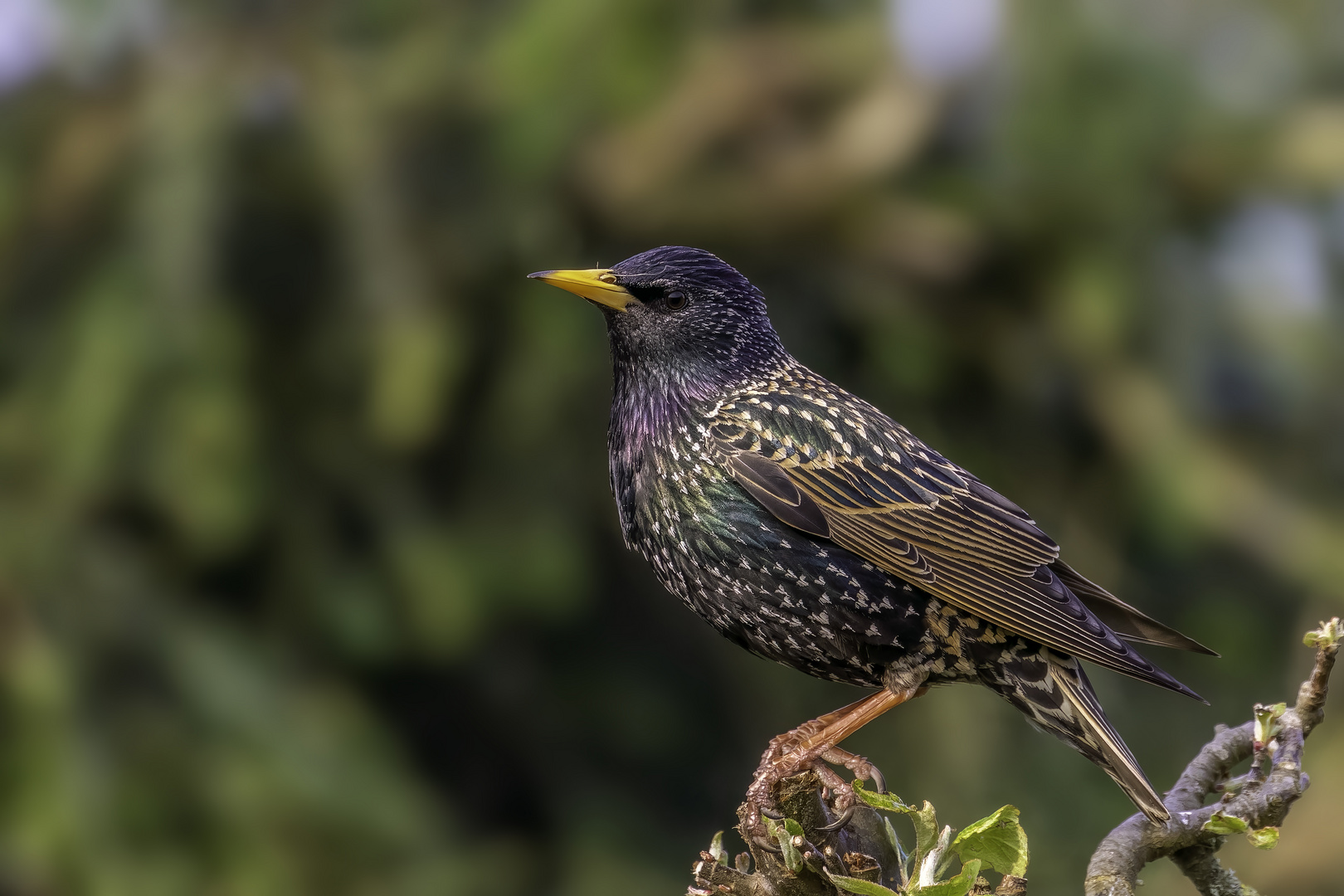 Star (Sturnus vulgaris)