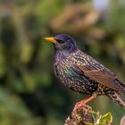 Star (Sturnus vulgaris)