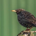 Star (Sturnus vulgaris)