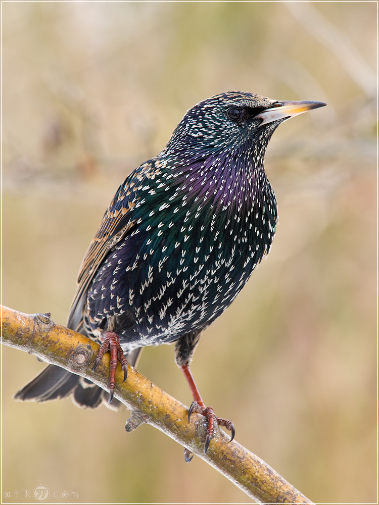 Star - Sturnus vulgaris