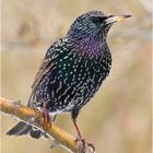 Star - Sturnus vulgaris