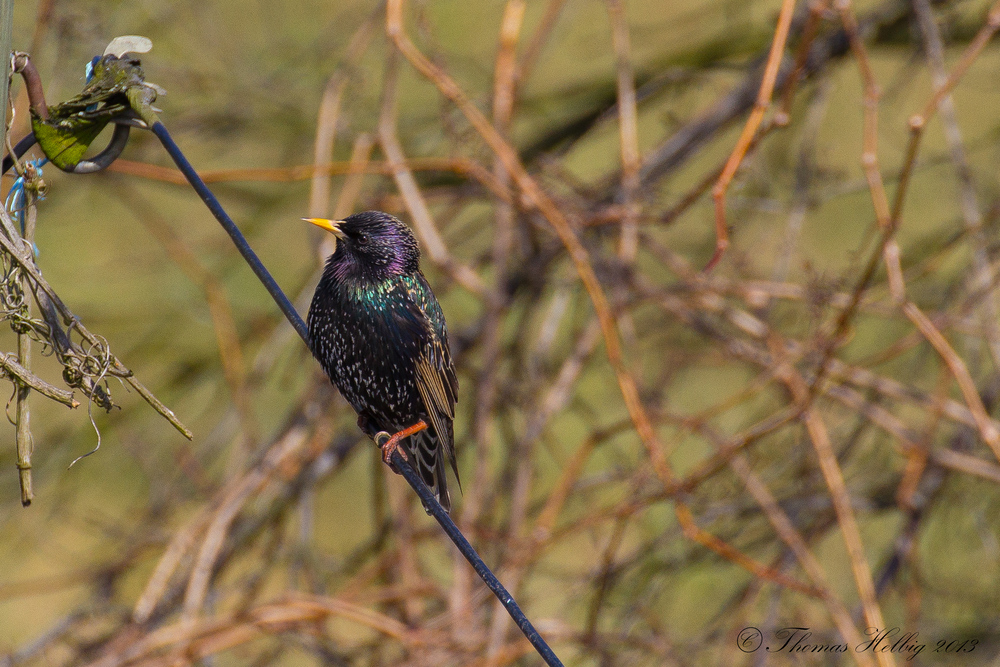 Star (Sturnus vulgaris)