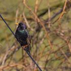 Star (Sturnus vulgaris)