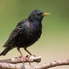 Star (Sturnus vulgaris)