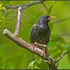 Star (Sturnus vulgaris) ...