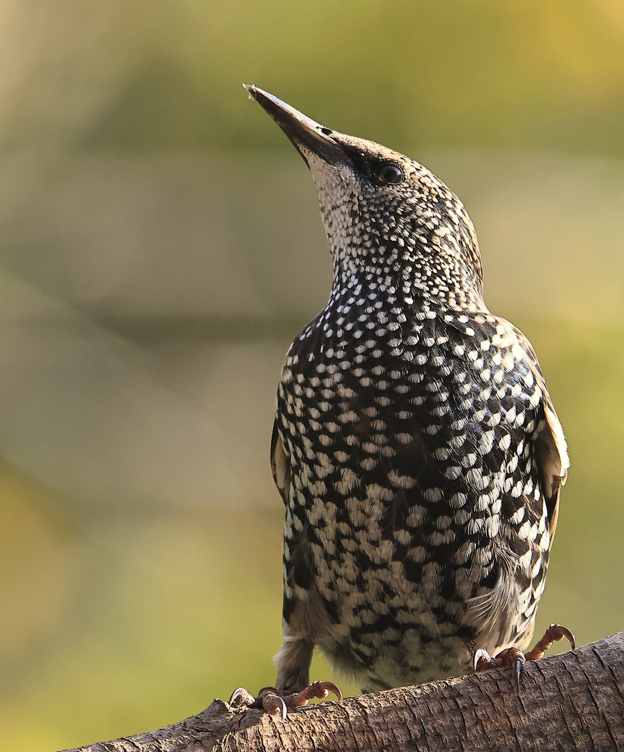 Star Sturnus vulgaris