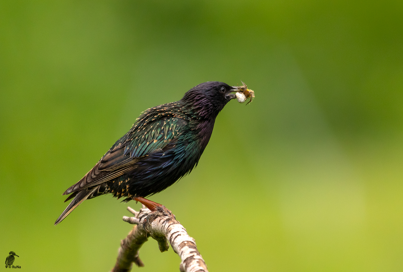 Star - Sturnus vulgaris