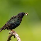 Star - Sturnus vulgaris